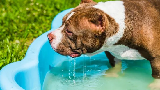 Veterinari upozoravaju: Ove četiri pasmine pasa posebno su ugrožene na velikim vrućinama