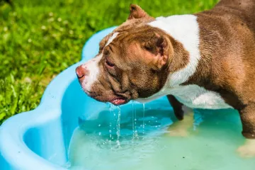 Veterinari upozoravaju: Ove četiri pasmine pasa posebno su ugrožene na velikim vrućinama