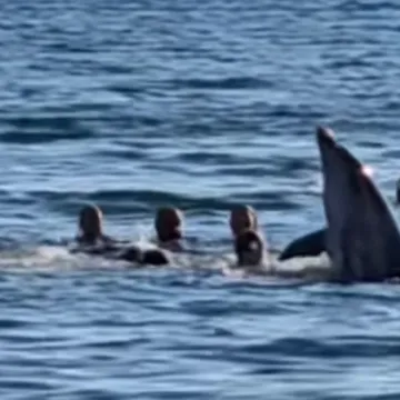 Dupin zaplivao među kupačima u Dalmaciji, prizor odu&scaron;evio tisuće