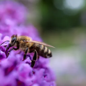 Pčele obožavaju ovaj predivan cvijet u vrtu, a srpanj je idealan mjesec da im pomognete