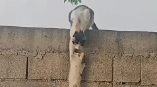 Potez ove mačke raznježio je mnoge, pogledajte &scaron;to je učinila