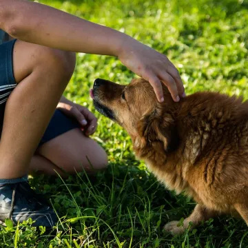 Ova gre&scaron;ka koju rade vlasnici velikih pasa može dovesti do preranog i tužnog kraja