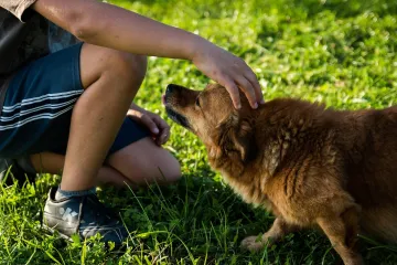 Ova gre&scaron;ka koju rade vlasnici velikih pasa može dovesti do preranog i tužnog kraja