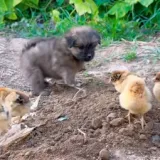Igra ovog neodoljivo slatkog &scaron;tenca zasigurno će vam popraviti dan