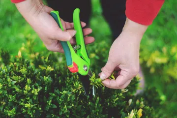 Ovo je ispravan način: Biljke koje treba orezati u srpnju za bujan rast