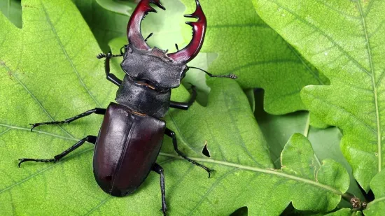 [KVIZ] Svi moraju prepoznati barem pet kukaca s fotografije: Nemoj razočarati