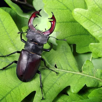 [KVIZ] Svi moraju prepoznati barem pet kukaca s fotografije: Nemoj razočarati