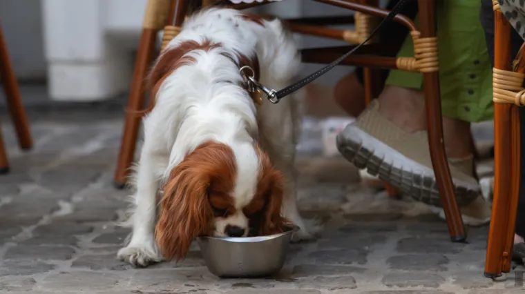 Veterinarska tehničarka opominje vlasnike pasa: Nemojte dopustiti da piju iz ovih posuda