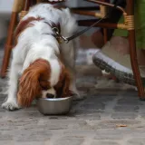 Veterinarska tehničarka opominje vlasnike pasa: Nemojte dopustiti da piju iz ovih posuda
