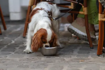 Veterinarska tehničarka opominje vlasnike pasa: Nemojte dopustiti da piju iz ovih posuda