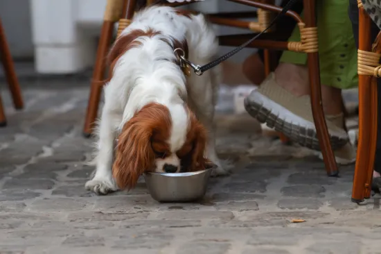 Veterinarska tehničarka opominje vlasnike pasa: Nemojte dopustiti da piju iz ovih posuda