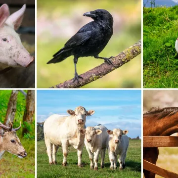 Kako se naziva glasanje ovih životinja? Iako izgleda lako, rijetki imaju sve točno na kvizu
