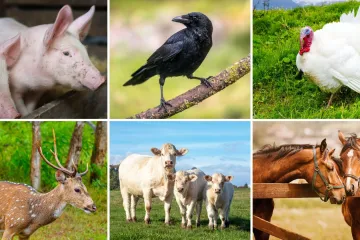 Kako se naziva glasanje ovih životinja? Iako izgleda lako, rijetki imaju sve točno na kvizu