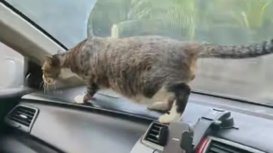 Te&scaron;ko je zamisliti da se vožnja mačke izgledao ovako