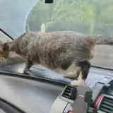 Te&scaron;ko je zamisliti da se vožnja mačke izgledao ovako
