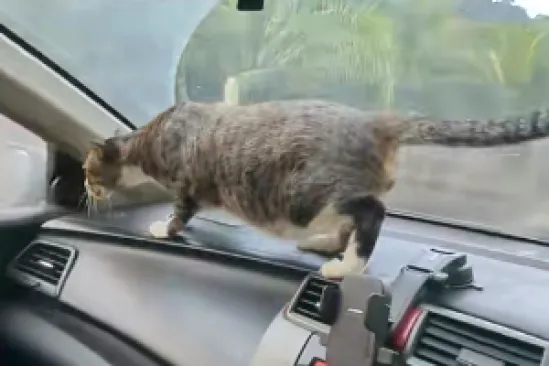 Te&scaron;ko je zamisliti da se vožnja mačke izgledao ovako