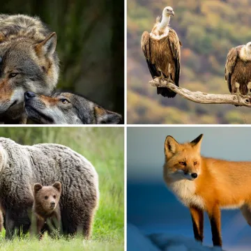 [KVIZ] Oku&scaron;aj se na ovim pitanjima i testiraj svoje znanje o europskim životinjskim vrstama