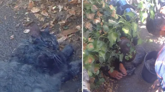 Kad su svi mislili da je gotovo, vatrogasci su napravili čudo: Snimili oživljavanje mačka!