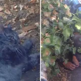 Kad su svi mislili da je gotovo, vatrogasci su napravili čudo: Snimili oživljavanje mačka!