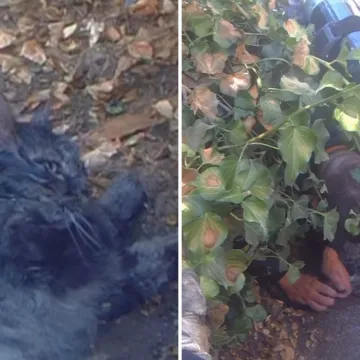 Kad su svi mislili da je gotovo, vatrogasci su napravili čudo: Snimili oživljavanje mačka!