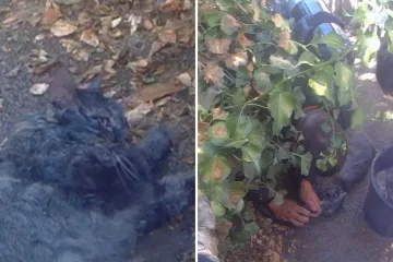 Kad su svi mislili da je gotovo, vatrogasci su napravili čudo: Snimili oživljavanje mačka!