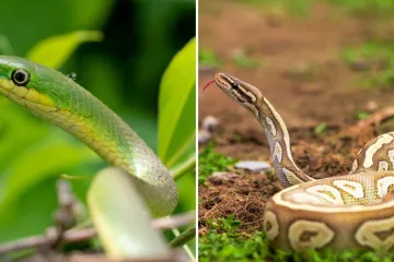 [KVIZ] Samo rijetki će odgovoriti točno na sva pitanja o zmijama