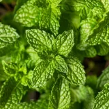Ova aromatična biljka ima vi&scaron;estruku primjenu: Olak&scaron;ava disanje i nezaobilazna je u kuhinji