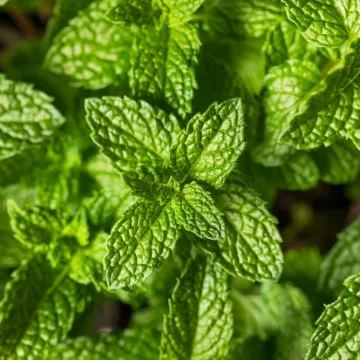 Ova aromatična biljka ima vi&scaron;estruku primjenu: Olak&scaron;ava disanje i nezaobilazna je u kuhinji