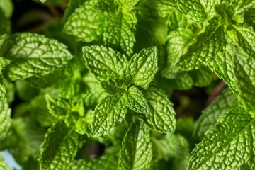 Ova aromatična biljka ima višestruku primjenu: Olakšava disanje i nezaobilazna je u kuhinji