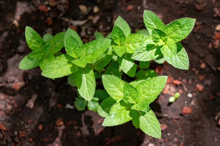 Ova aromatična biljka ima vi&scaron;estruku primjenu: Olak&scaron;ava disanje i nezaobilazna je u kuhinji