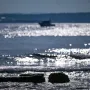 I dostupan i skriven: Otok nadomak Zadra koji čuva priče o carskom ulju i hrabrim ženama