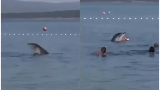 Nevjerojatan prizor kod Zadra: Dupin se igrao loptom s kupačima, video je odu&scaron;evio internet