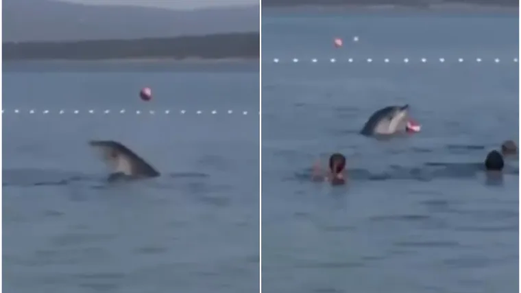 Nevjerojatan prizor kod Zadra: Dupin se igrao loptom s kupačima, video je odu&scaron;evio internet