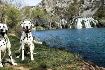 Elegantni, odani i neodoljivi: Ovih 40 ljepotana osvojit će vas na prvi pogled