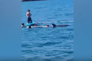 Dupin Oliver ne odustaje! Imamo novu snimku: 'Oči u oči s golemim sisavcem'