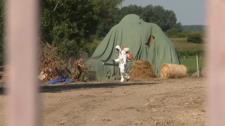 Gubimo li zbog manjka inspektora bitku sa svinjskom kugom? RTL Danas doznaje koliko ih nedostaje