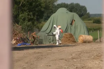 Gubimo li zbog manjka inspektora bitku sa svinjskom kugom? RTL Danas doznaje koliko ih nedostaje