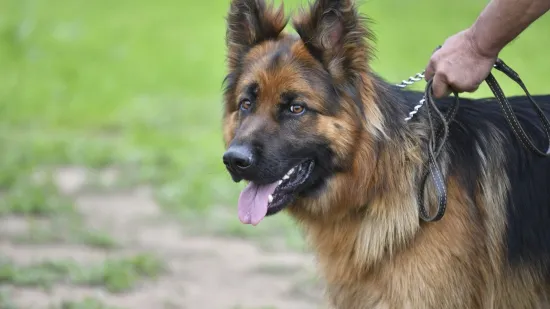 Pustio pse na policiju, a onda napravio jo&scaron; veći kaos: 'Raznijet ću vas'