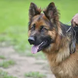 Pustio pse na policiju, a onda napravio jo&scaron; veći kaos: 'Raznijet ću vas'