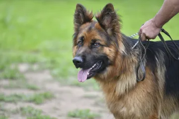 Pustio pse na policiju, a onda napravio jo&scaron; veći kaos: 'Raznijet ću vas'