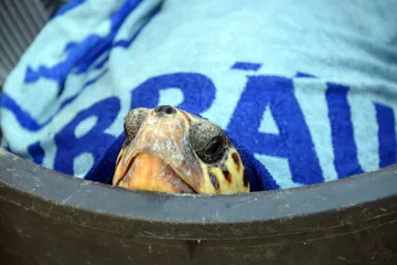 Glavata želva 'operira' na potezu između dvije plaže: Dječaka ugrizla za stražnjicu