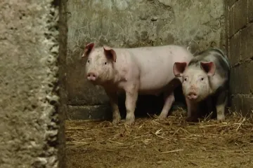 Svinjska kuga stigla do 99 slučajeva: Poznato kome će prvo pokucati inspektori