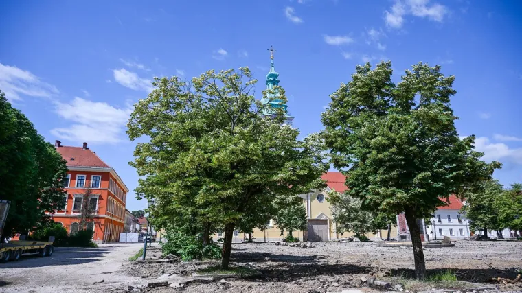 Karlovac bez drvoreda: Građani optužuju gradonačelnika za 'politički inat'