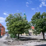 Karlovac bez drvoreda: Građani optužuju gradonačelnika za 'politički inat'