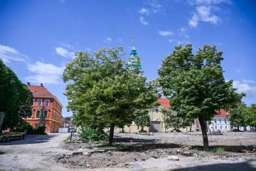 Karlovac bez drvoreda: Građani optužuju gradonačelnika za 'politički inat'