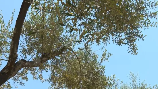 Masline, vino i milijarde iz EU fondova: Kako je jedan grčki otok postao primjer drugima