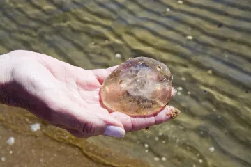 Snimka s plaže iz Grčke postala veliki hit: 'Pa ovo je masovni bijeg silikona!'