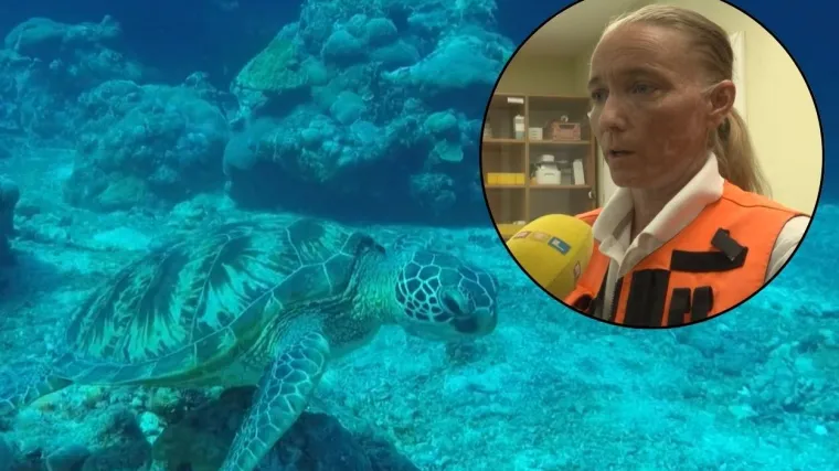 Kornjača unijela nemir među kupače, liječnica: 'Ima jake čeljusti, može vam napraviti prijelom'
