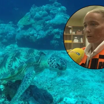 Morska kornjača napala tri kupača, stručnjaci upozoravaju: 'To je divlja životinja, ne dirajte je'