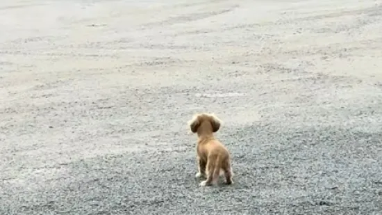 Kada napokon dočeka&scaron; svog najboljeg prijatelja